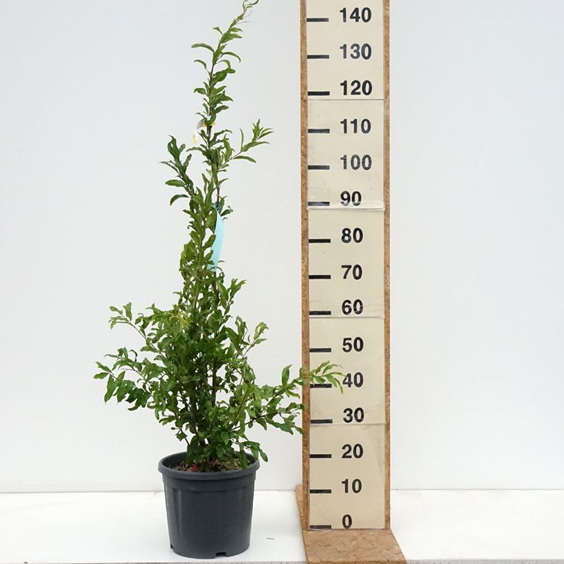 Spécimen de Grenadier à fleurs - Punica granatum California Sunset Pot de 7,5L/10L tel que livré en automne