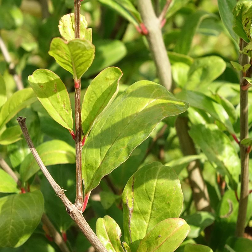 Grenadier à fruits - Punica granatum Acco (Feuillage)