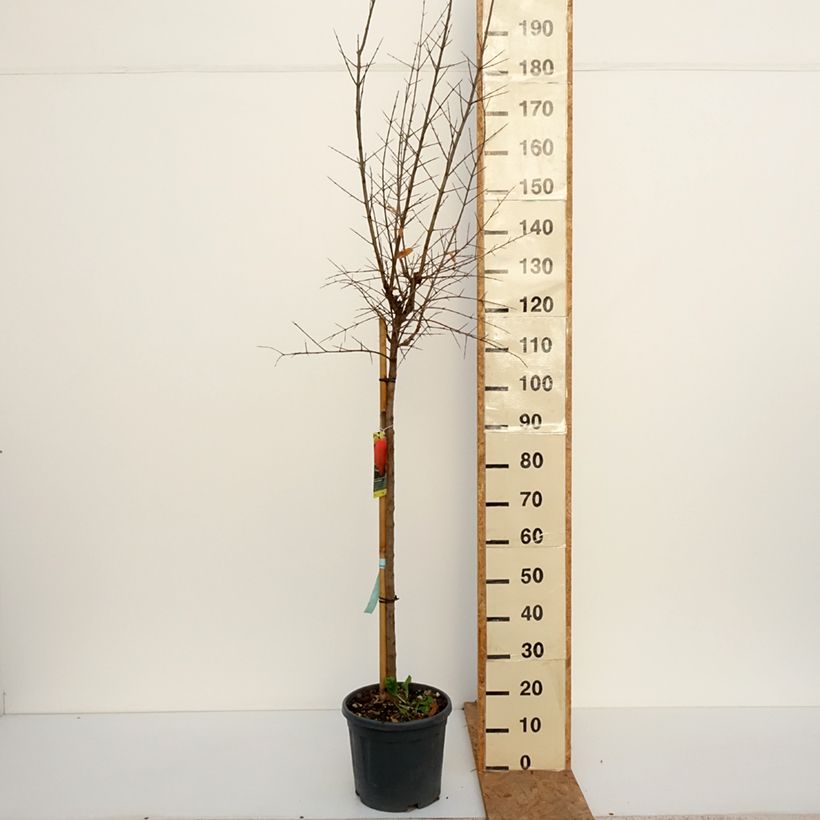 Spécimen de Grenadier à fruits - Punica granatum Acco Pot de 7,5L/10L, Demi-Tige tel que livré en automne