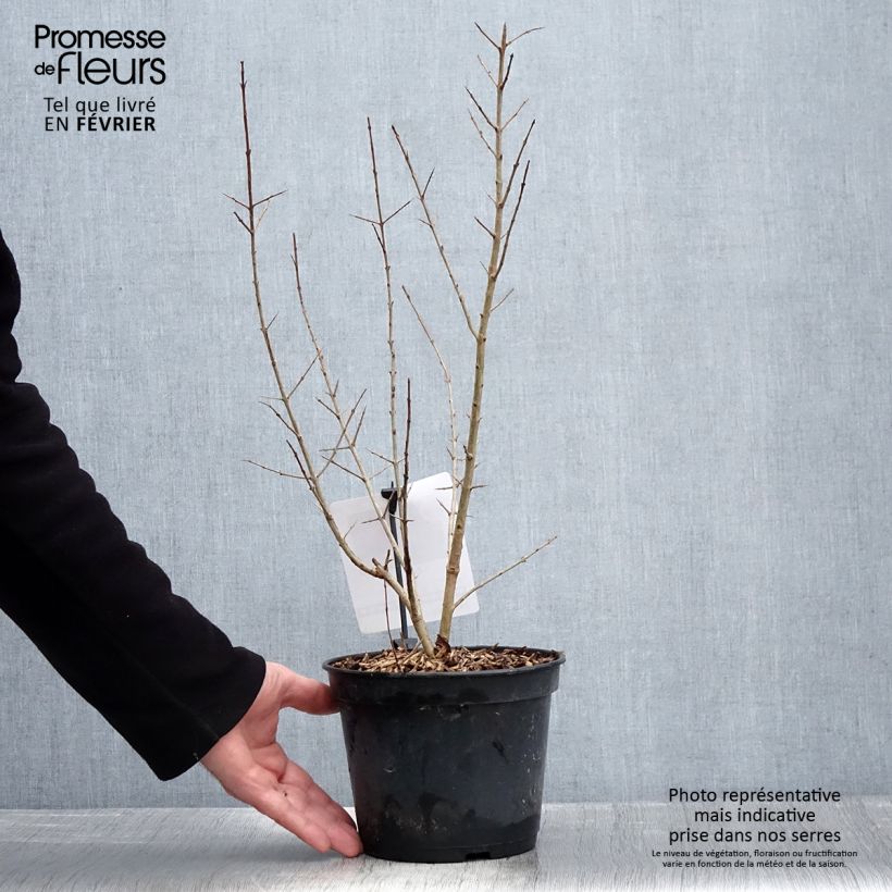 Spécimen de Grenadier à fruits - Punica granatum Black Fruit Pot de 7,5L/10L, Buisson tel que livré en hiver