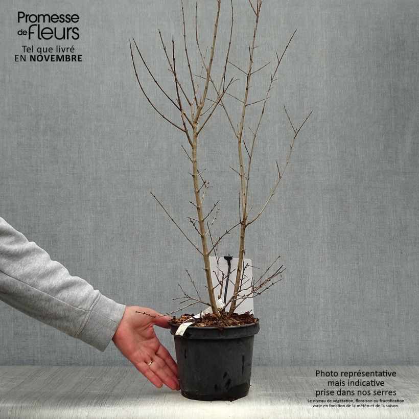 Spécimen de Grenadier à fruits - Punica granatum Dente di leone Pot de 1,5L/2L, Touffe tel que livré en automne