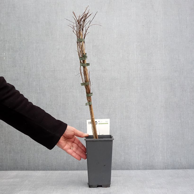 Spécimen de Grenadier à fruits - Punica granatum Dente di leone Pot de 1,5L/2L, Touffe tel que livré en hiver