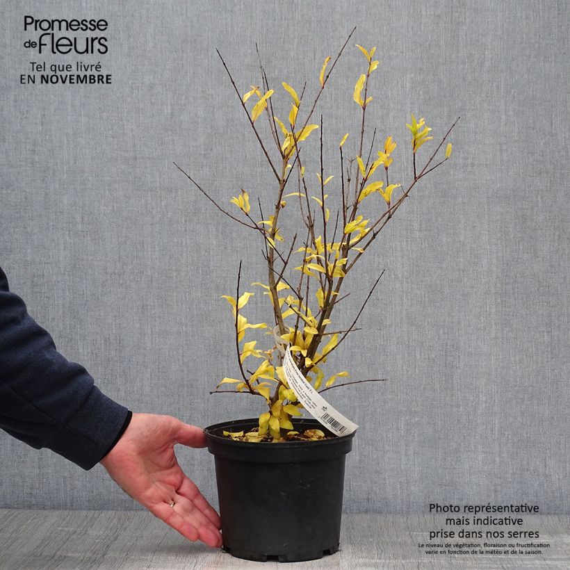 Spécimen de Grenadier à fruits - Punica granatum Fina Tendral Pot de 2L/3L, Buisson tel que livré en automne