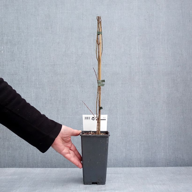 Spécimen de Grenadier à fruits - Punica granatum Mollar de Elche Pot de 1,5L/2L, Touffe tel que livré en hiver