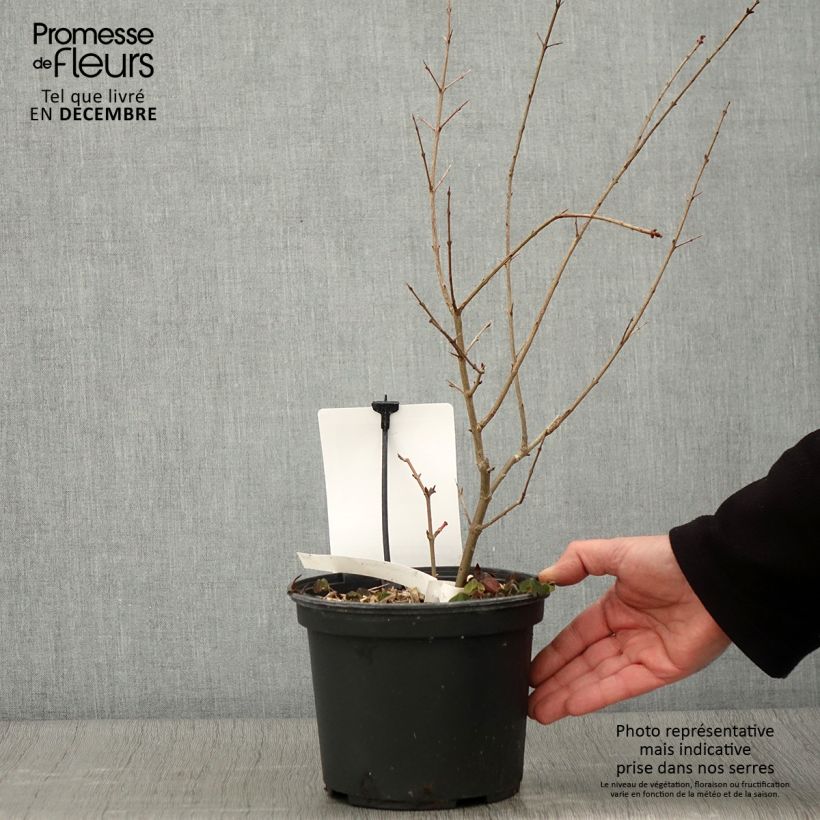 Spécimen de Grenadier à fruits - Punica granatum Provence Pot de 1,5L/2L, Touffe tel que livré en automne