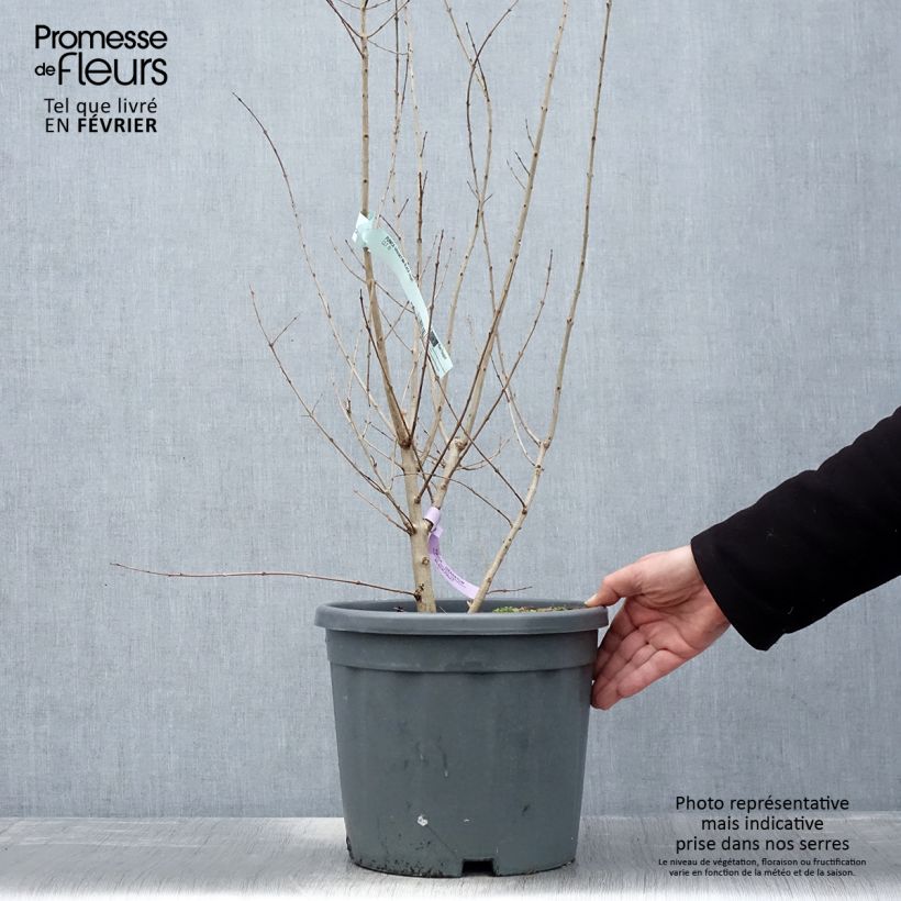 Spécimen de Grenadier à fruits - Punica granatum Provence Pot de 1,5L/2L, Touffe tel que livré en hiver