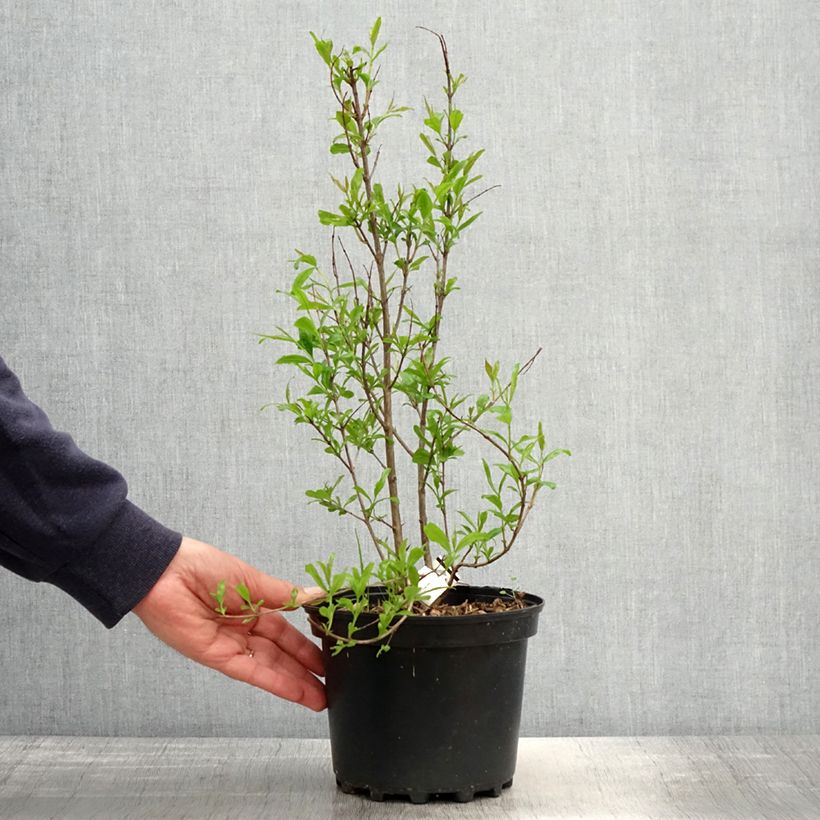 Spécimen de Grenadier à fruits - Punica granatum Wonderful Pot de 3L/4L, Touffe tel que livré au printemps