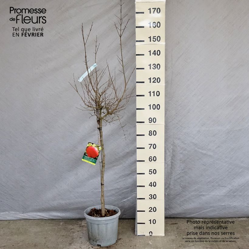 Spécimen de Grenadier à fruits - Punica granatum Wonderful Pot de 7,5L/10L, Demi-Tige, Demi-tige tel que livré en hiver