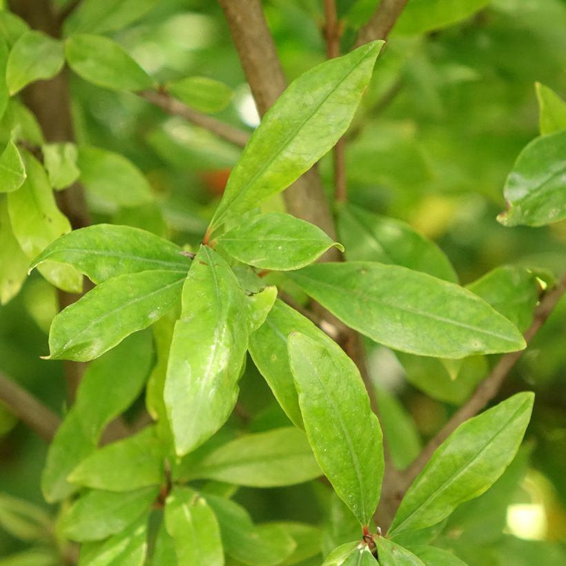 Grenadier à fruits - Punica granatum Wonderful (Feuillage)