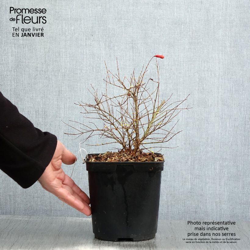 Spécimen de Grenadier nain - Punica granatum Chico ou Nana Gracillissima Pot de 3L/4L, Touffe tel que livré en hiver
