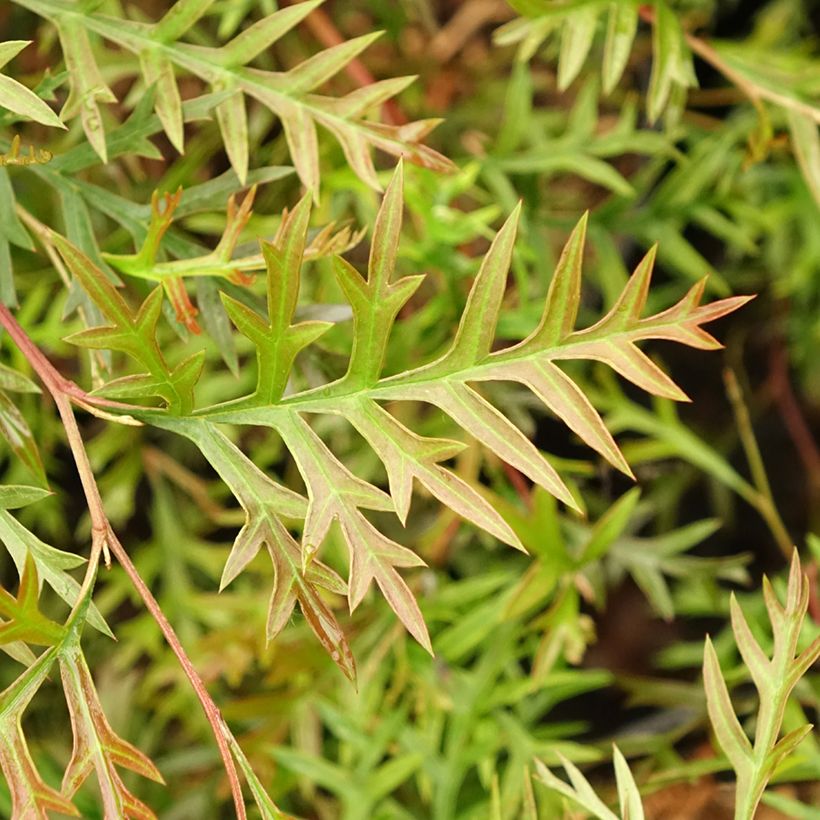 Grevillea Bronze Rambler  (Feuillage)