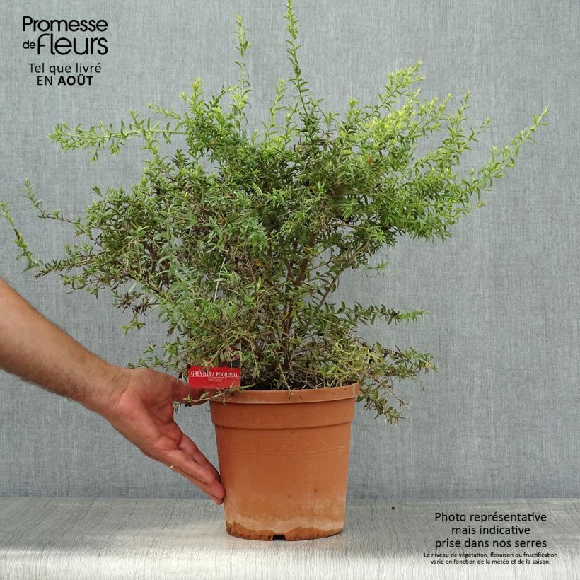 Spécimen de Grevillea Poorinda Rondeau - Grévillier Pot de 3L/4L, Buisson, Touffe tel que livré en été