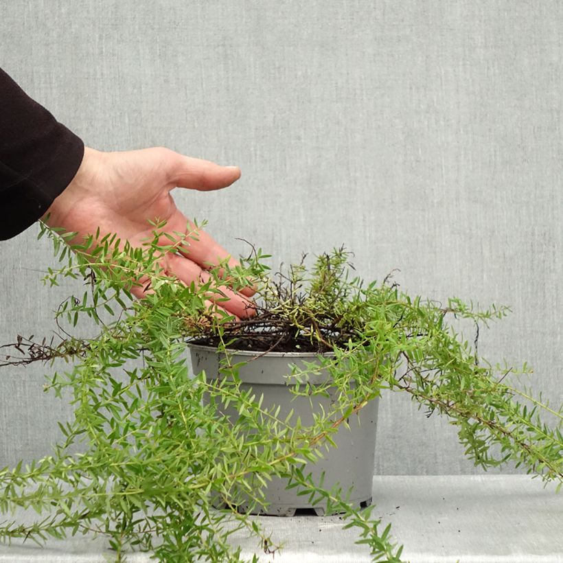 Spécimen de Grevillea prostrata Aurea Pot de 2L/3L tel que livré en automne