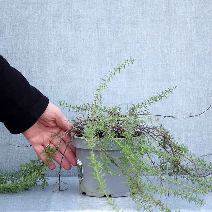 Spécimen de Grevillea prostrata Aurea Pot de 2L/3L tel que livré en hiver