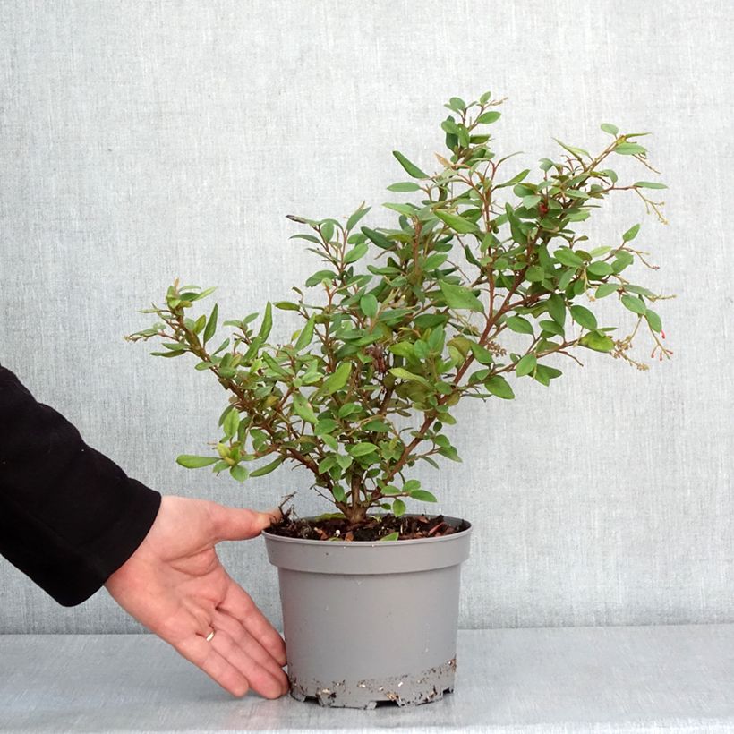 Spécimen de Grevillea rhyolitica Pot de 2L/3L tel que livré en hiver