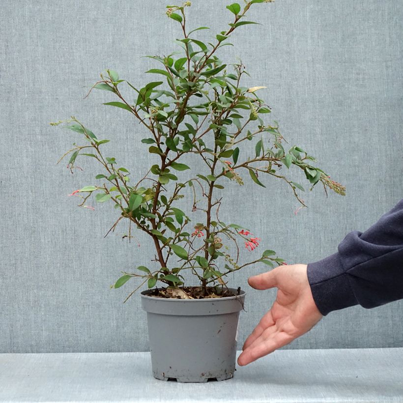 Spécimen de Grevillea rhyolitica Pot de 2L/3L tel que livré au printemps