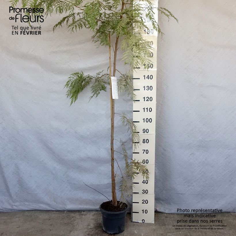 Spécimen de Grevillea robusta - Grévillier Pot de 7,5L/10L tel que livré en hiver