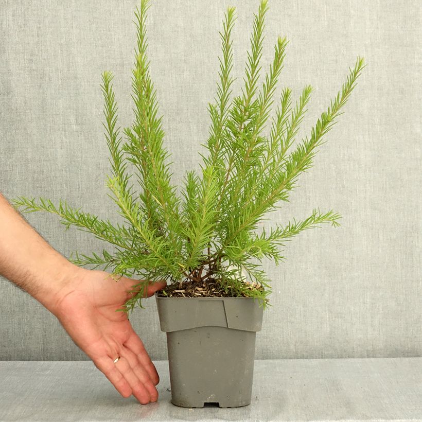 Spécimen de Grevillea  rosmarinifolia Rosa Jenkinsii Pot de 2L/3L tel que livré en été