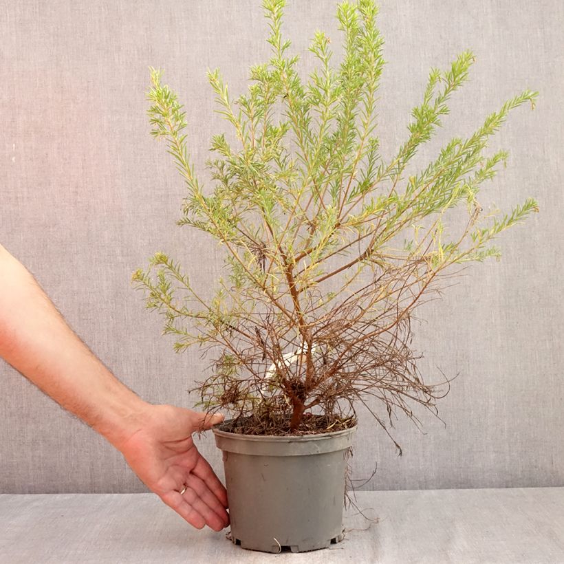 Spécimen de Grevillea  rosmarinifolia Rosa Jenkinsii Pot de 3L/4L tel que livré en été