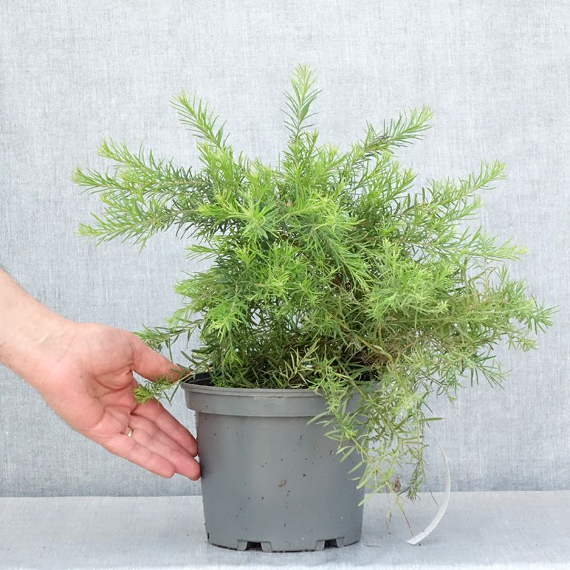 Spécimen de Grevillea  rosmarinifolia Rosa Jenkinsii Pot de 3L/4L tel que livré au printemps