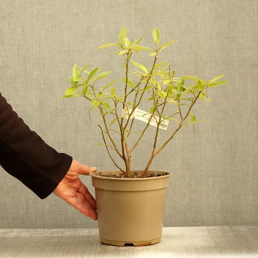Spécimen de Grevillea victoriae Pot de 4L/5L tel que livré en automne