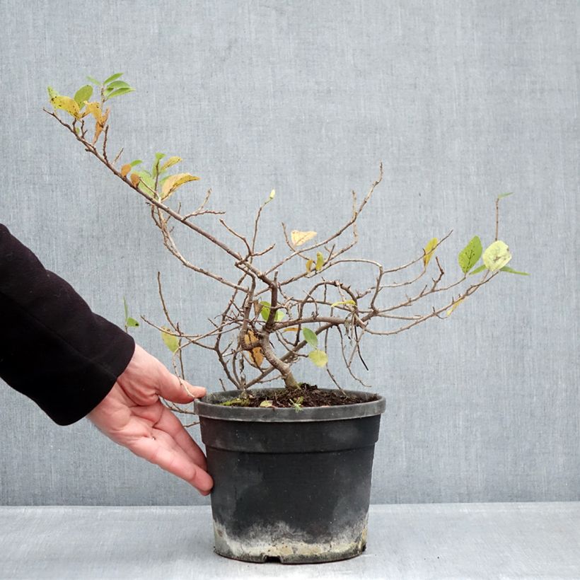 Spécimen de Grewia occidentalis Pot de 3L/4L tel que livré en hiver