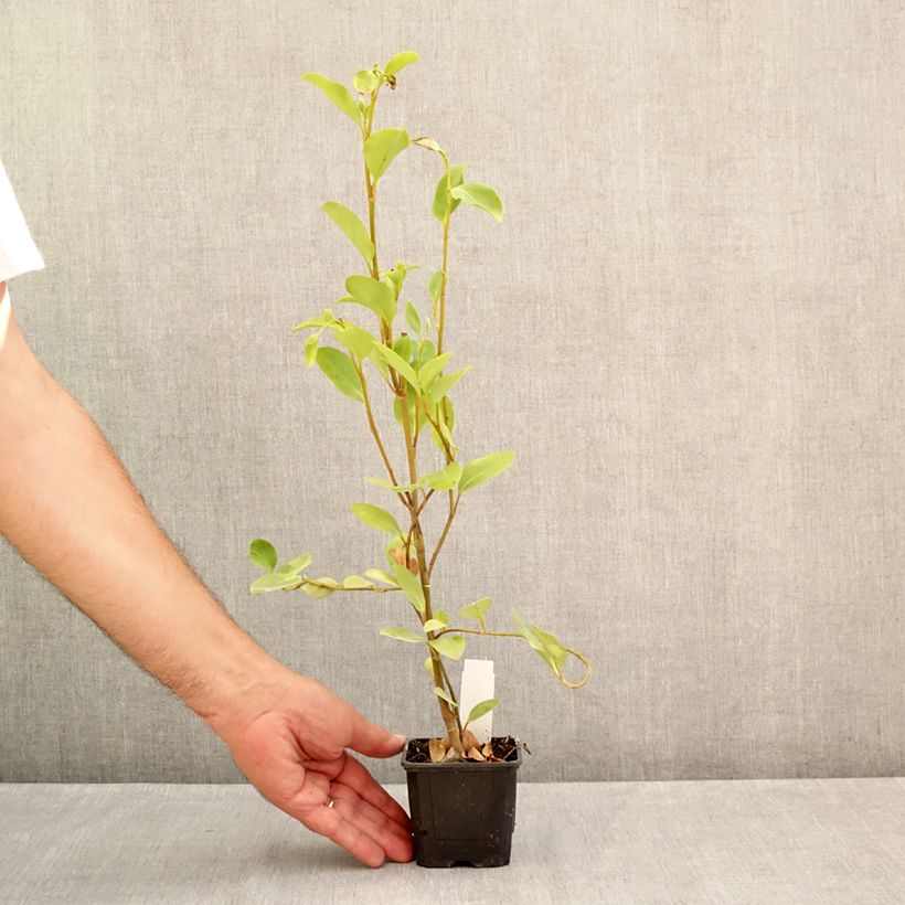 Spécimen de Griselinia littoralis Godet de 8/9 cm tel que livré en été
