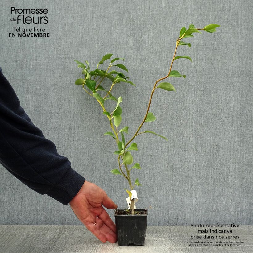 Spécimen de Griselinia lucida - Griselinie luisante Godet de 8/9 cm tel que livré en automne