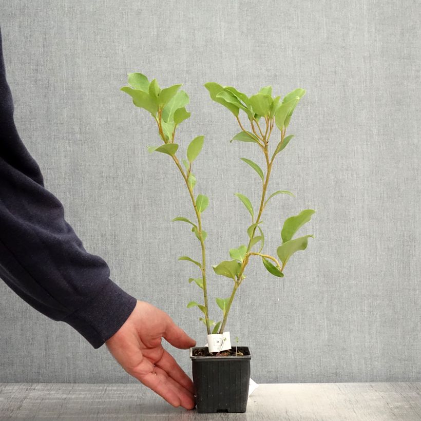 Amostra de Griselinia lucida Vaso de 8/9 cm tal como entregue na primavera