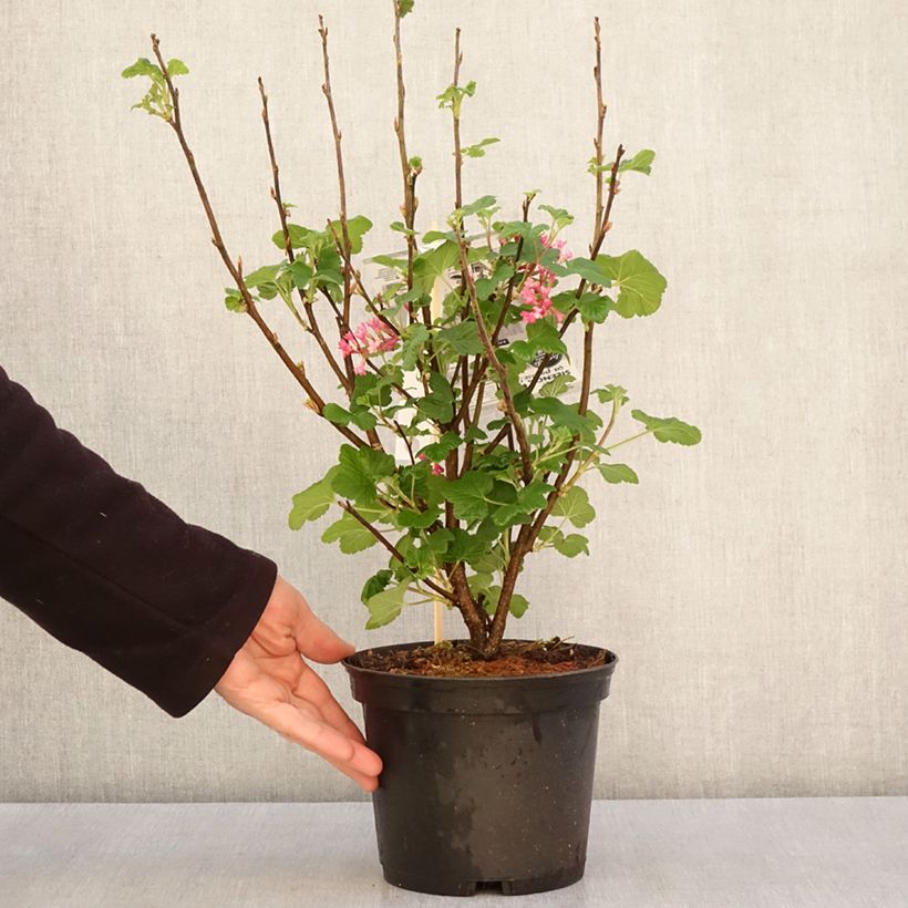 Spécimen de Groseillier à fleurs - Ribes sanguineum Red Bross Pot de 2L/3L tel que livré au printemps