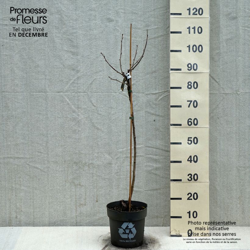 Spécimen de Groseillier à grappes blanches Weisse aus Jüterbog Pot de 6L/7L, Tige de 40 cm tel que livré en hiver