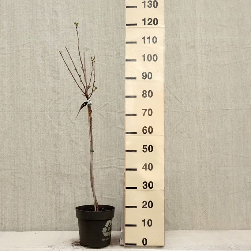 Spécimen de Groseillier à grappes blanches Weisse aus Jüterbog Pot de 6L/7L, Tige, Tige de 40 cm tel que livré au printemps