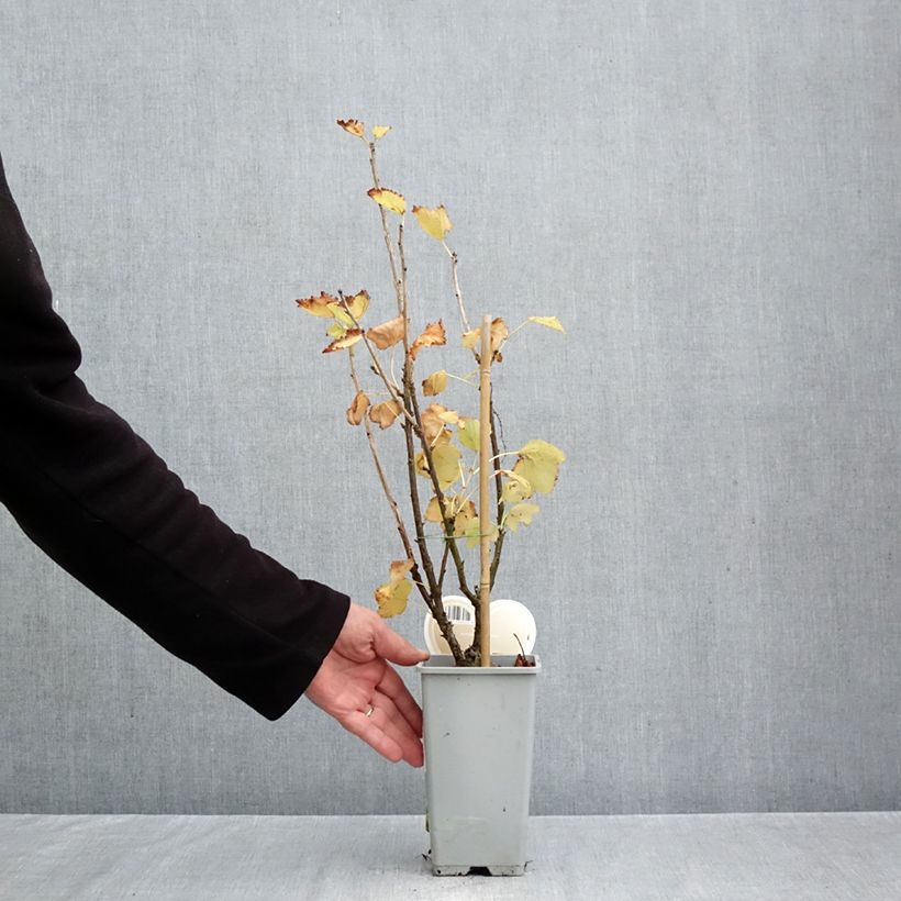 Spécimen de Groseillier à grappes blanches Werdavia - Ribes rubrum Pot de 2L/3L, Demi-Tige tel que livré en automne