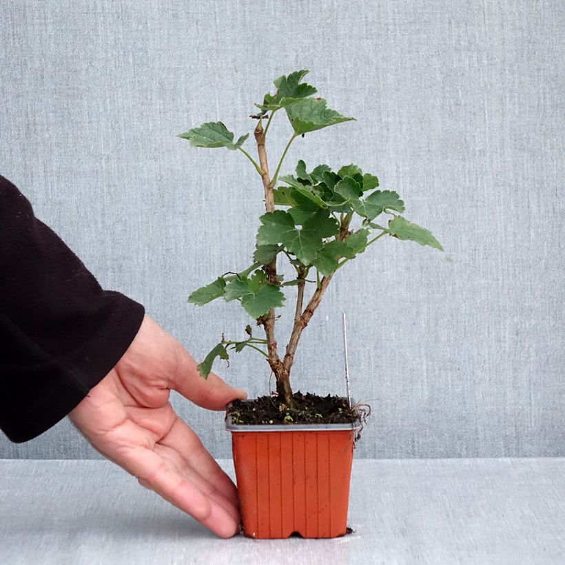 Spécimen de Groseillier à grappes blanches Zitavia Godet de 8/9 cm tel que livré en automne