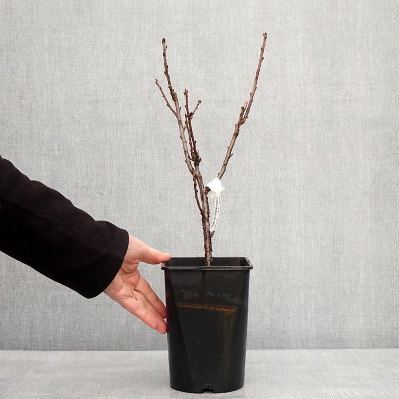Spécimen de Groseillier à grappes blanches Zitavia Pot de 2L/3L, Touffe tel que livré en hiver