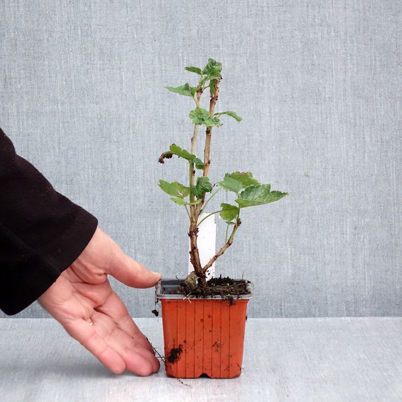 Spécimen de Groseillier à grappes Jonkheer van Tets Godet de 8/9 cm tel que livré en automne
