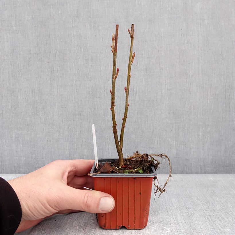 Spécimen de Groseillier à grappes Jonkheer van Tets Godet de 8/9 cm tel que livré en hiver