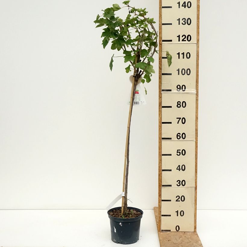 Spécimen de Groseillier à grappes Jonkheer van Tets Pot de 1,5L/2L, Tige, Tige de 90cm tel que livré en été