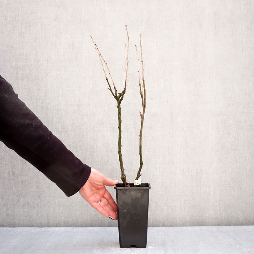 Spécimen de Groseillier à grappes Jonkheer van Tets Pot de 1,5L/2L, Tige de 90cm tel que livré en hiver