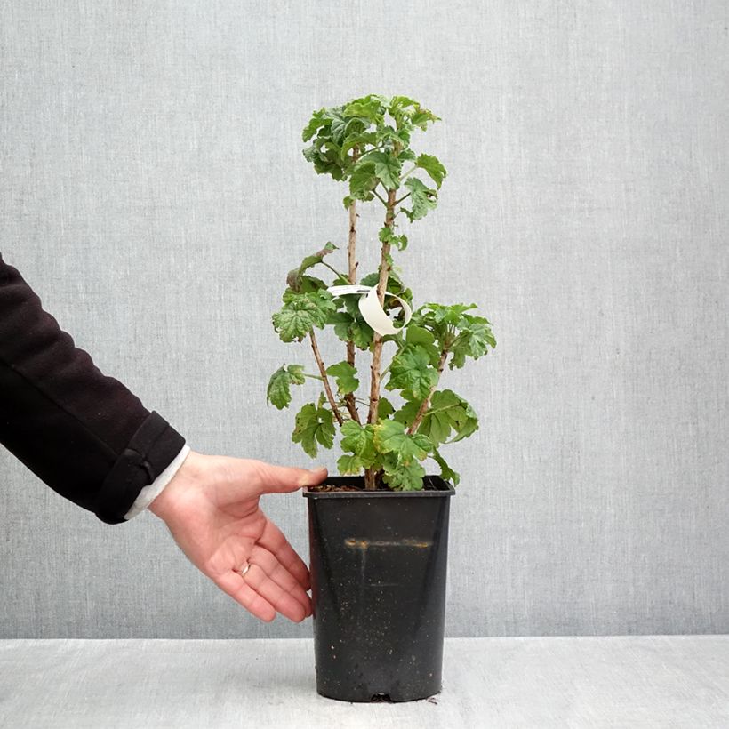 Spécimen de Groseillier à grappes Junifer  Pot de 2L/3L, Buisson tel que livré en automne