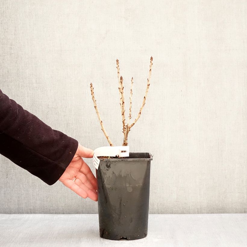 Spécimen de Groseillier à grappes Junifer  Pot de 2L/3L, Buisson tel que livré en hiver