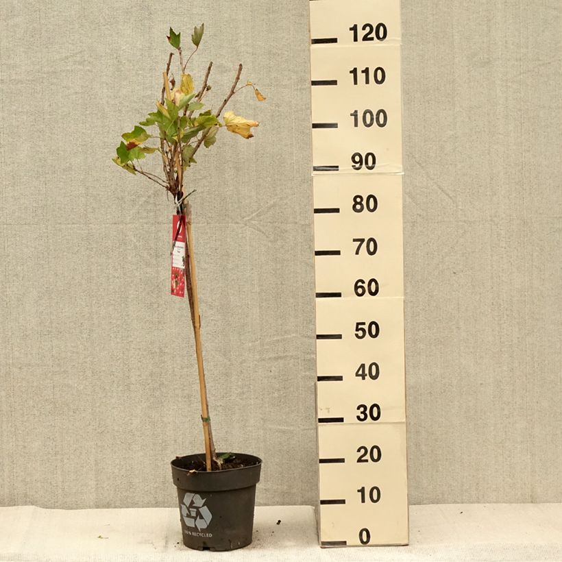 Spécimen de Groseillier à grappes Rolan Pot de 6L/7L, Tige de 40 tel que livré en automne