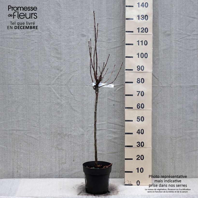 Spécimen de Groseillier à grappes Rolan Pot de 6L/7L, Tige de 40 tel que livré en hiver