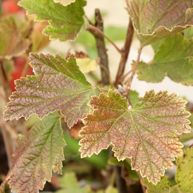 Groseillier à grappes rouges Delbard Giganta - Ribes rubrum (Feuillage)