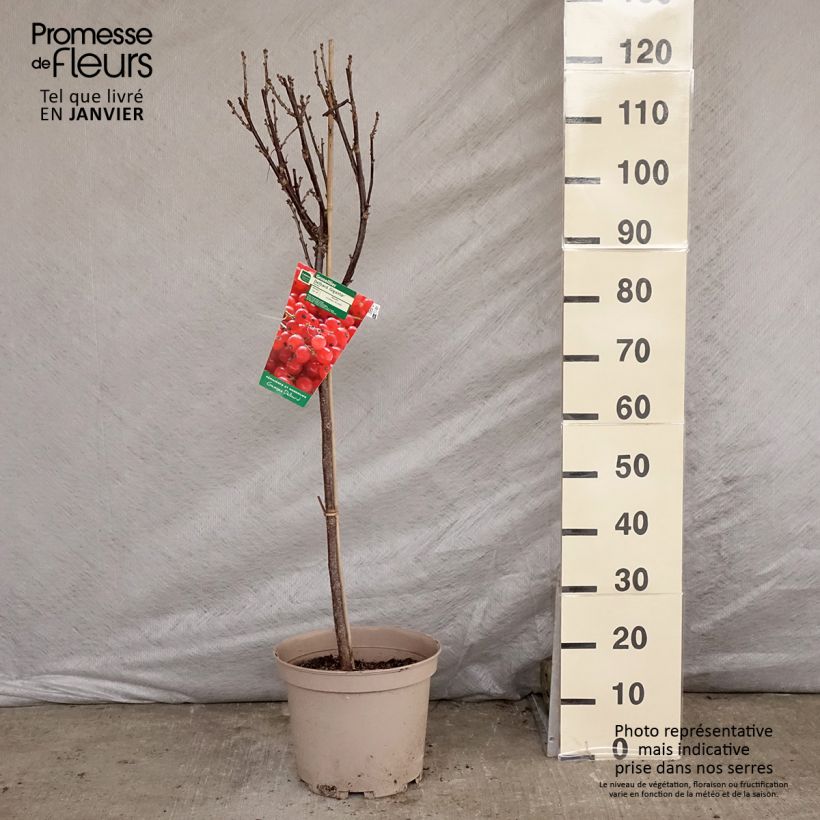 Spécimen de Groseillier à grappes rouges Delbard Giganta - Ribes rubrum Pot de 7,5L/10L, 1/4 de tige tel que livré en hiver