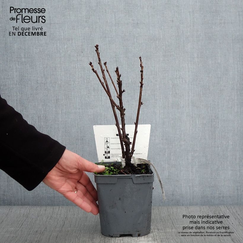 Spécimen de Groseillier à grappes rouges Premiere Groseille Raisin Deltir Pot de 2L/3L tel que livré en automne