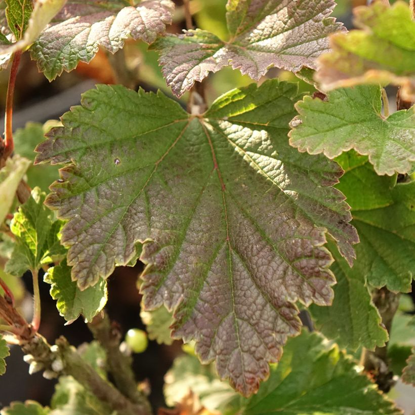 Groseillier à grappes rouges Premiere Groseille Raisin Deltir (Feuillage)