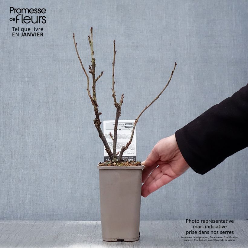 Spécimen de Groseillier à grappes rouges Ribest Lisette Pot de 1,5L/2L tel que livré en hiver