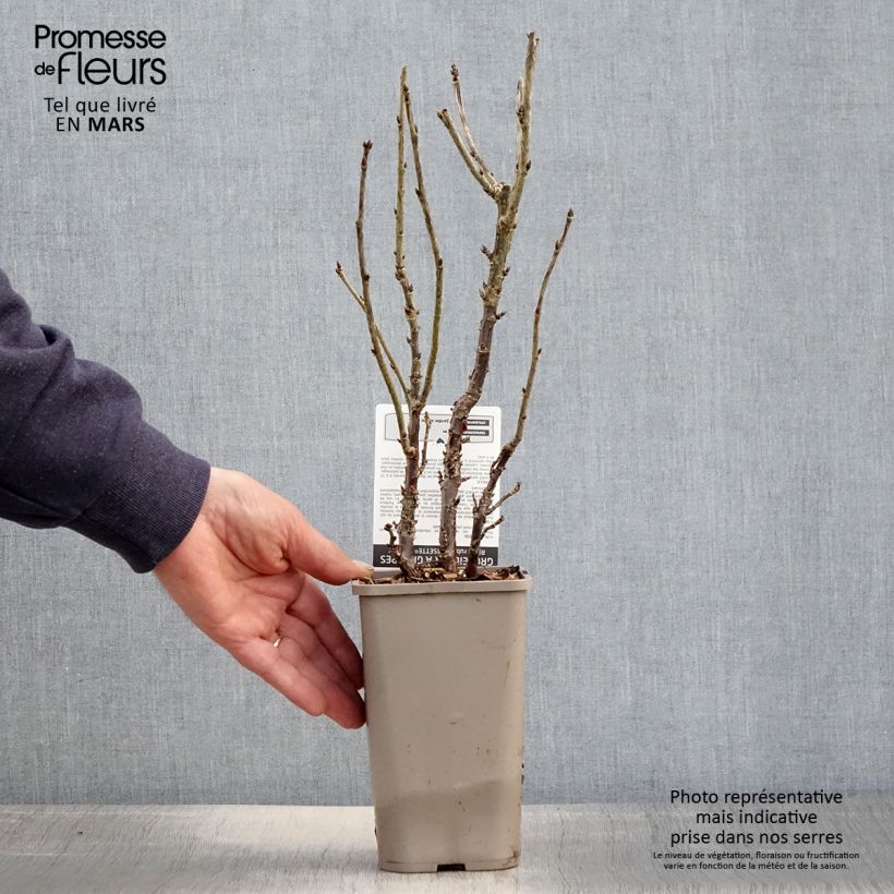 Spécimen de Groseillier à grappes rouges Ribest Lisette Pot de 1,5L/2L tel que livré au printemps