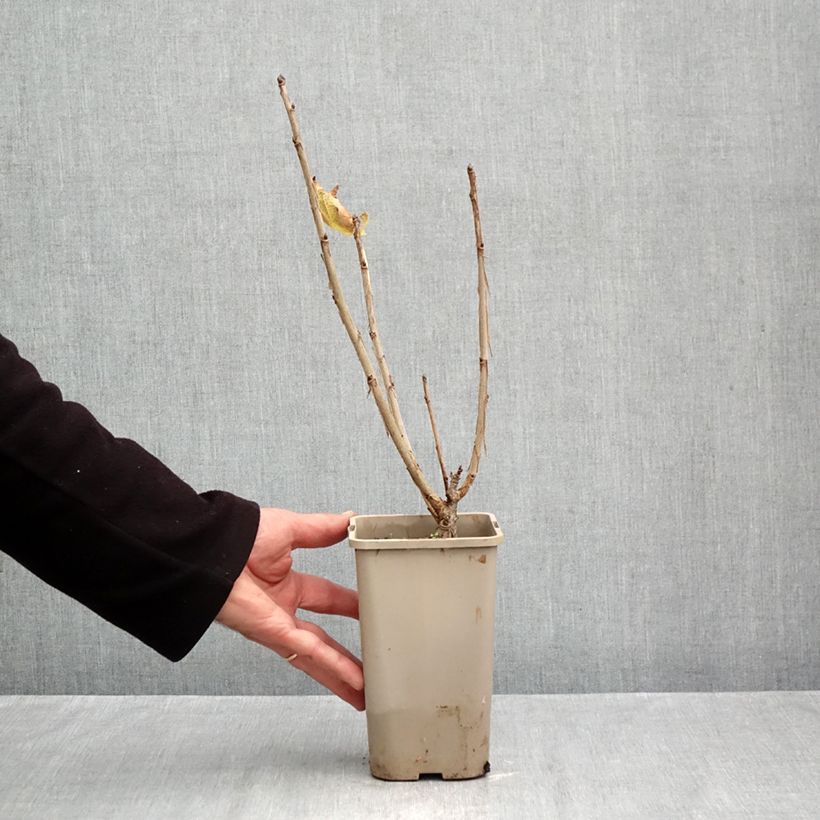 Spécimen de Groseillier à grappes rouges Ribest Sonette Pot de 1,5L/2L tel que livré en automne